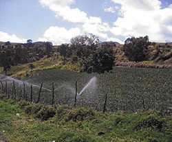Irrigation 0coa River